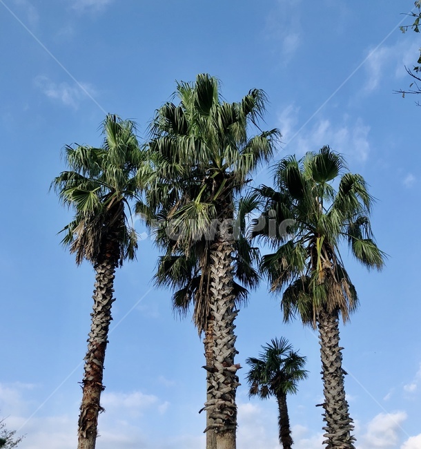 tree,야자수,palmtree,여름,summer,이국적인,자연,풍경,nature,landscape