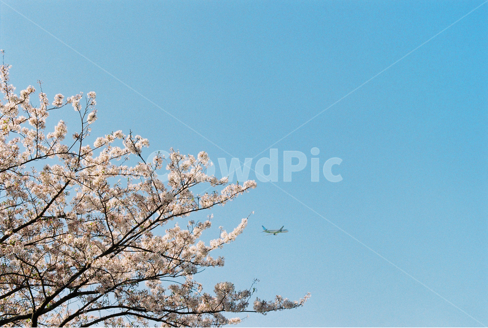 비행기,하늘,봄느낌,벚꽃나무,cherryblossoms,airplane,sky,spring,feelofspring,벚꽃,따뜻한,벚꽃엔딩,봄,계절,spring,season,plant,식물
