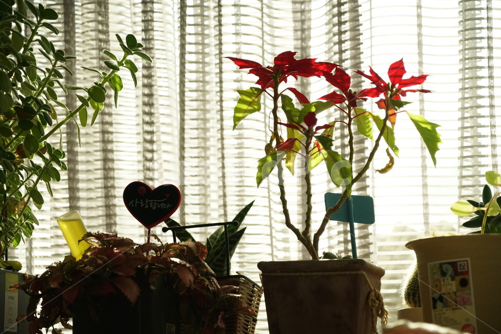 꽃,식물,자연,flower,화분,바탕화면,배경화면,배경,푸른,나뭇잎,은은한,포근한,포근,실내용화초,화분,화초,house plant
