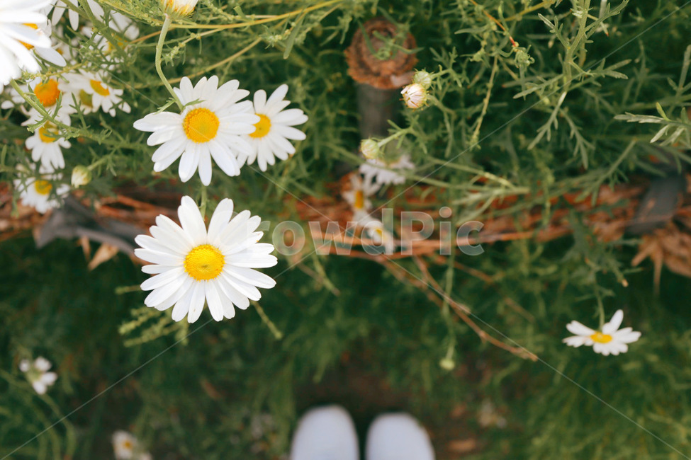 plant,식물,daisy,daisies,데이지,flower,꽃,blossom,식물,자연,plants,nature,꽃,flower