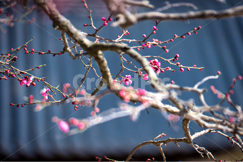 봄,통도사,홍매화,자장매,양산,봄,계절,spring,season,식물,자연,plants,nature,꽃,flower,plant