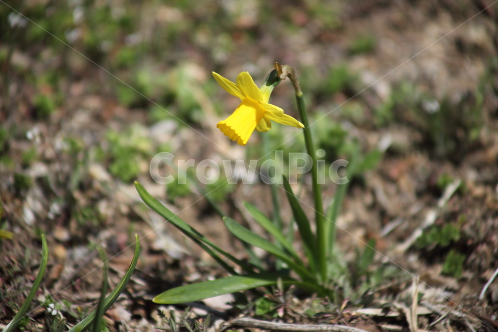 수선화,꽃,봄,노랑,narcissus,봄,계절,spring,season,식물,자연,plants,nature,꽃,flower,plant