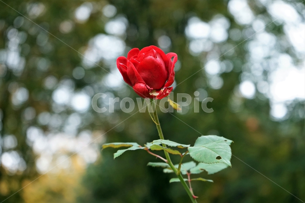 장미,정열,북은색,가시,늦가을,향기,아름다움,식물,rose,thorn,red,autumn,smell,beautiful,beauty,plant,flower,꽃,붉은색,축제,정원,계절,배경화면,자연,감성,색상,색감,빨강,season,plants,nature,5월,여왕,꽃송이,이파리,식물,자연,plants,nature,꽃,flower
