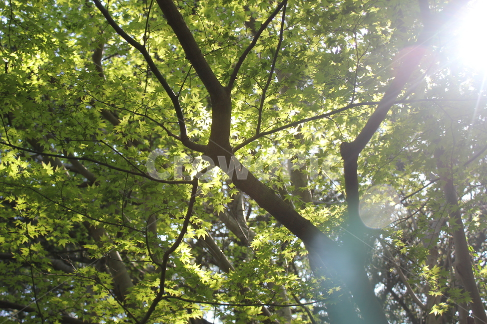 나무,자연,풀,빛,빛무리,숲,자연,풍경,nature,landscape,휴식,힐링,rest,relaxation,healing,light,flare,플레어,sunlight,햇빛,tree,plant,식물
