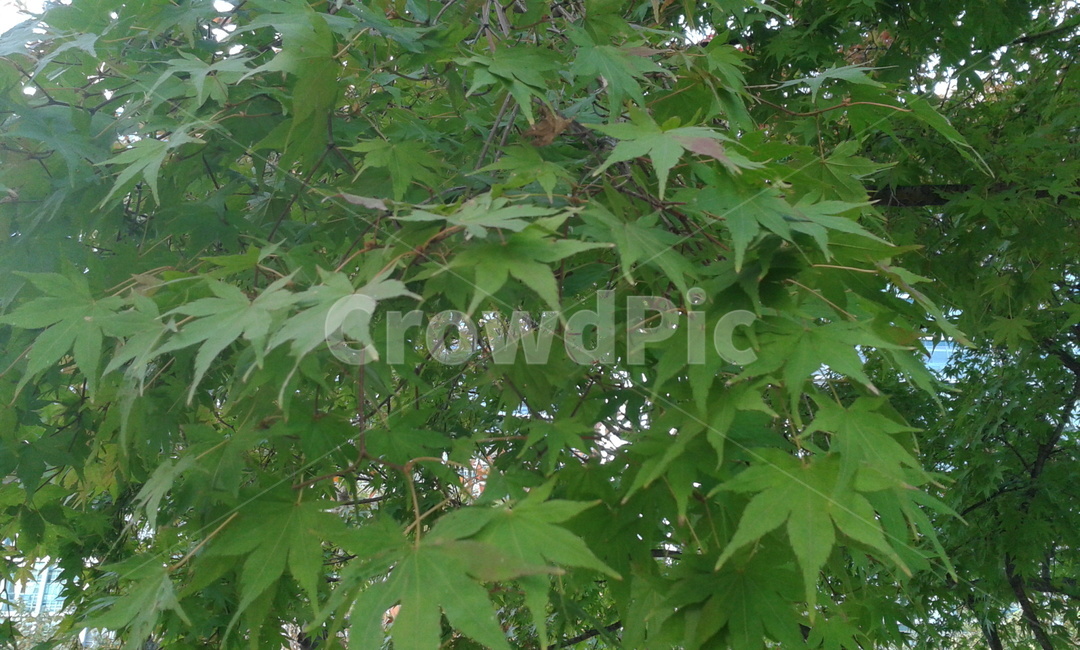 maple,단풍,잎,leaf,식물,plant,tree,나무,green,식물,자연,plants,nature