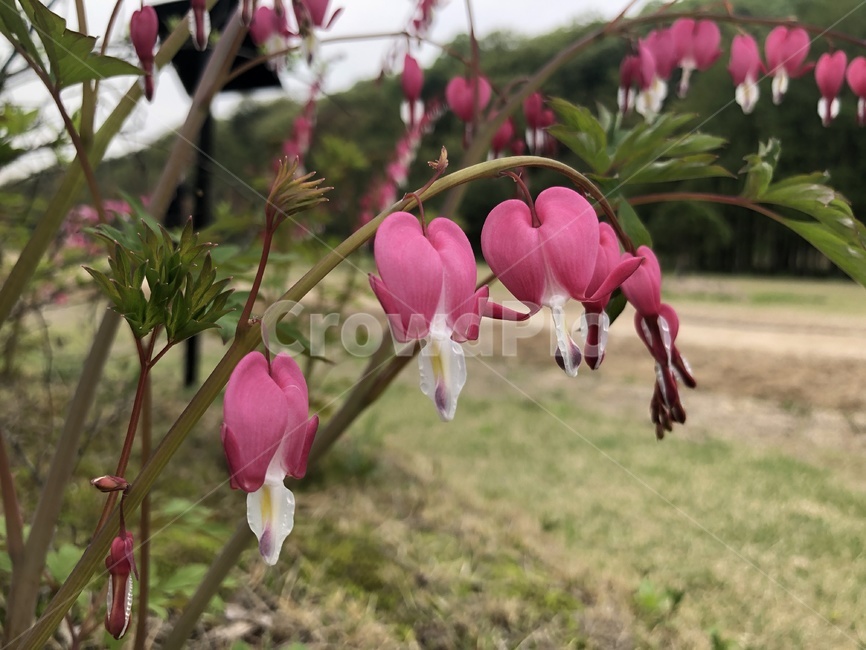 봄,산책,산길,야생화,금낭화