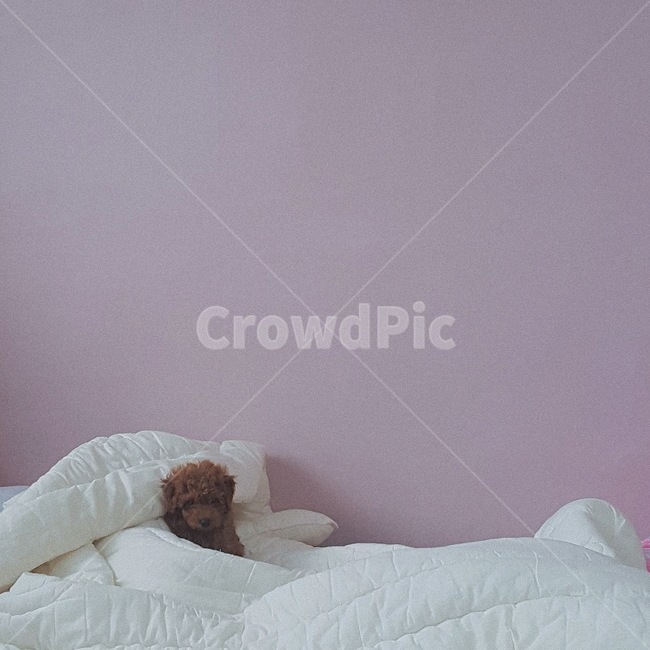 강아지,푸들,갈색,귀여운,초코푸들,동물,animal,포유류,mammal,개,강아지,dog,doggy