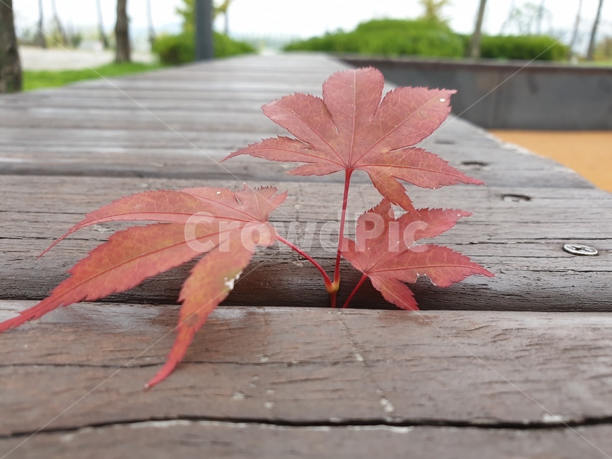 단풍,잎,leaf,벤치,가을,확대,가을,계절,fall,autumn,season,plant,식물,tree,나무,animal,동물,bird,새