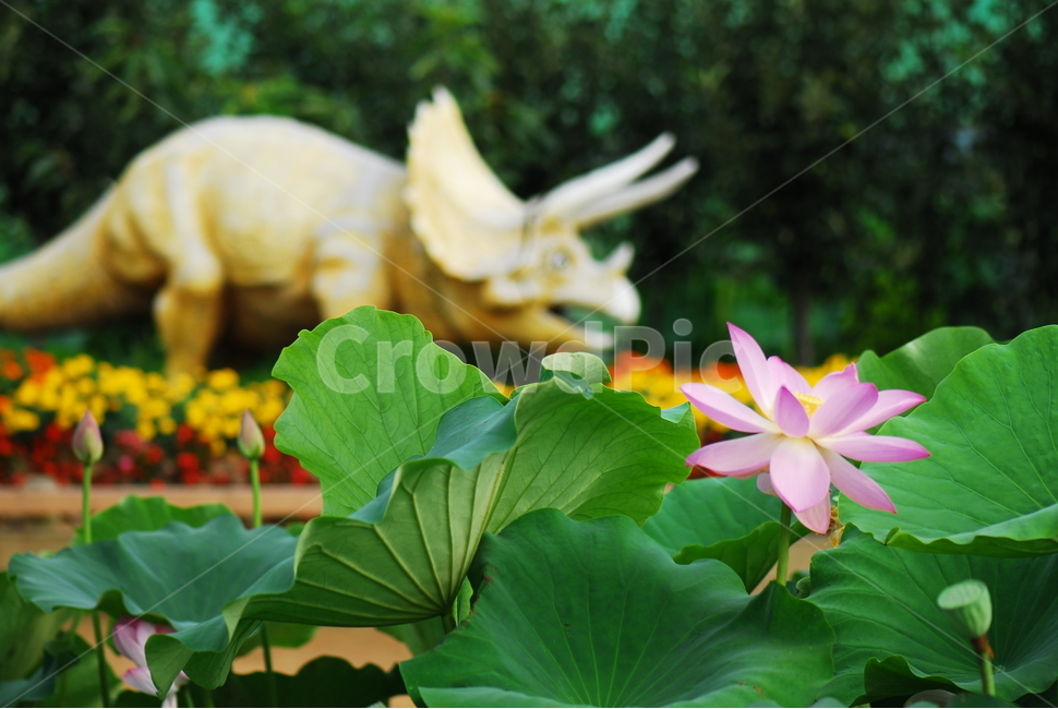 꽃,연꽃,관곡지,불교,여름,식물,자연,plants,nature,꽃,flower