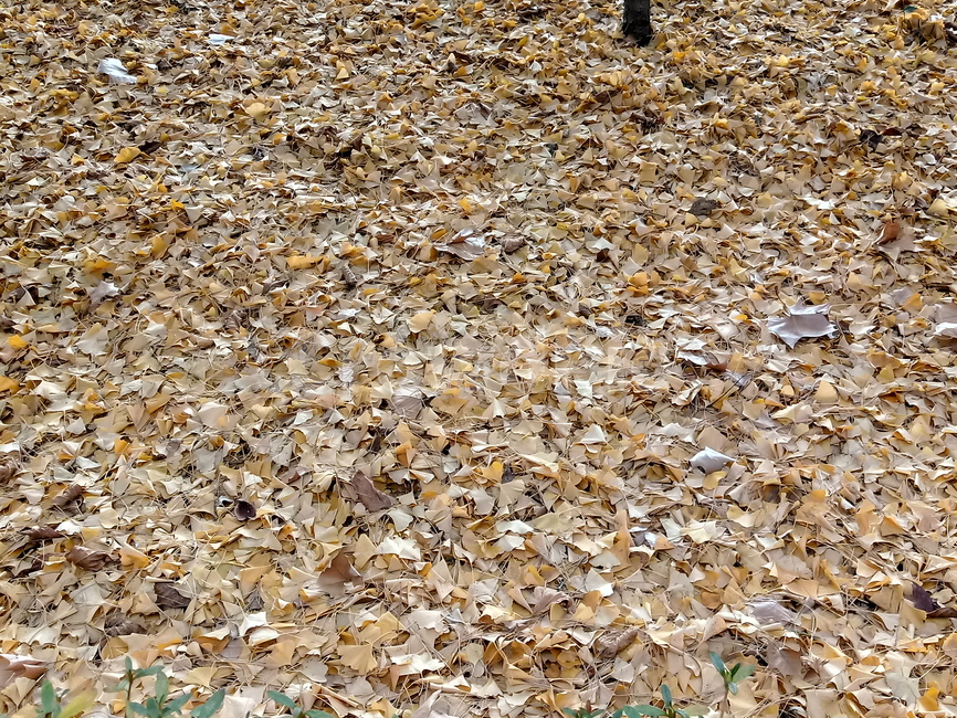 자연,낙엽,나뭇잎,잎,leaf,옥외,outdoor,가을