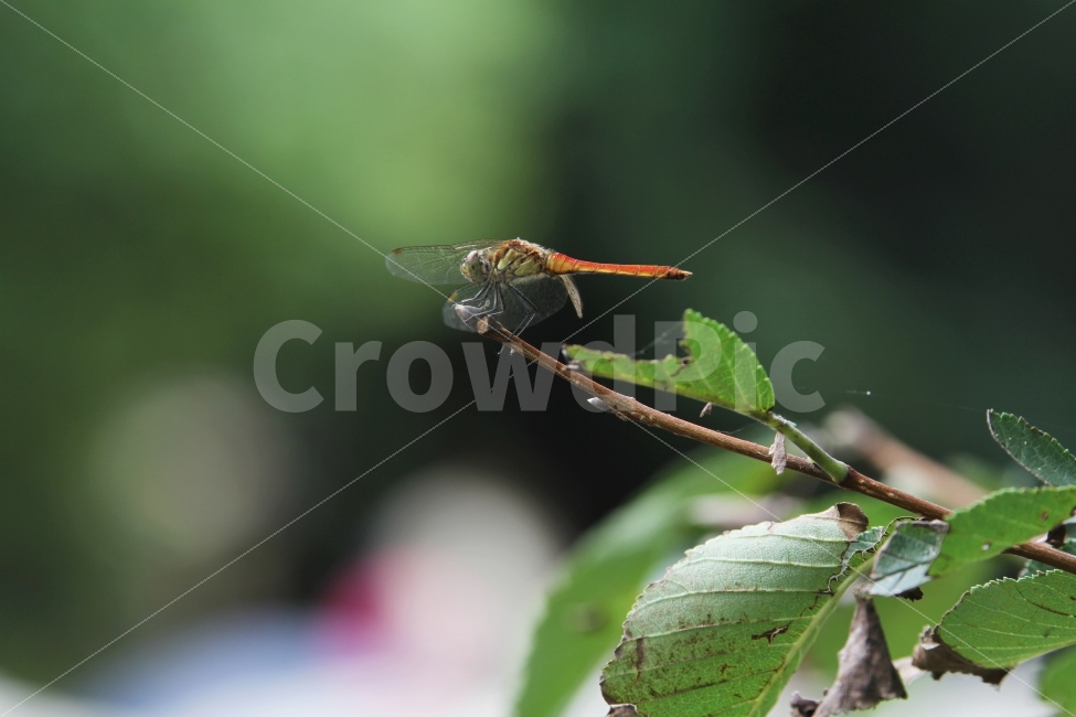 가을,잠자리,자연,계곡,나무,식물,자연,plants,nature,동물,animal,곤충,벌레,insect,bug