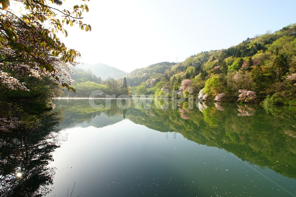 세량지,화순군,봄,벚꽃,풍경,봄,계절,spring,season,자연,풍경,nature,landscape,한국자연풍경,한국자연경관,korea nature landscape,water,물,outdoors,옥외