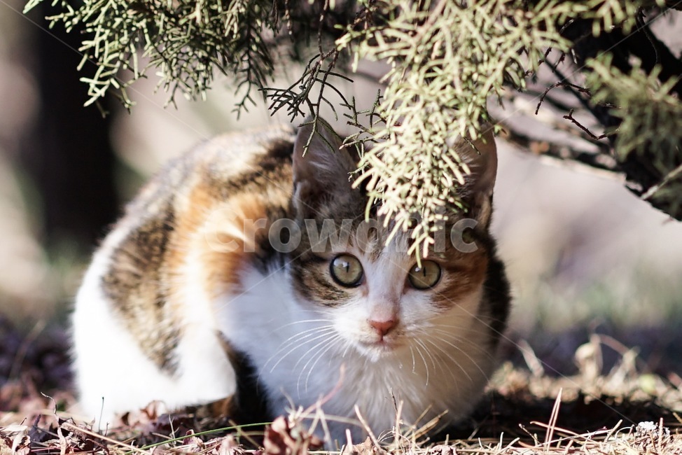 고양이,길고양이,아기고양이,삼색고양이,코리안숏헤어,코숏,동물,길냥이,새끼고양이,아기동물,cat,streetcat,babycat,koreanshorthair,animal,猫,どらねこ,動物,동물,animal,포유류,mammal,고양이,cat,kitten,kitty