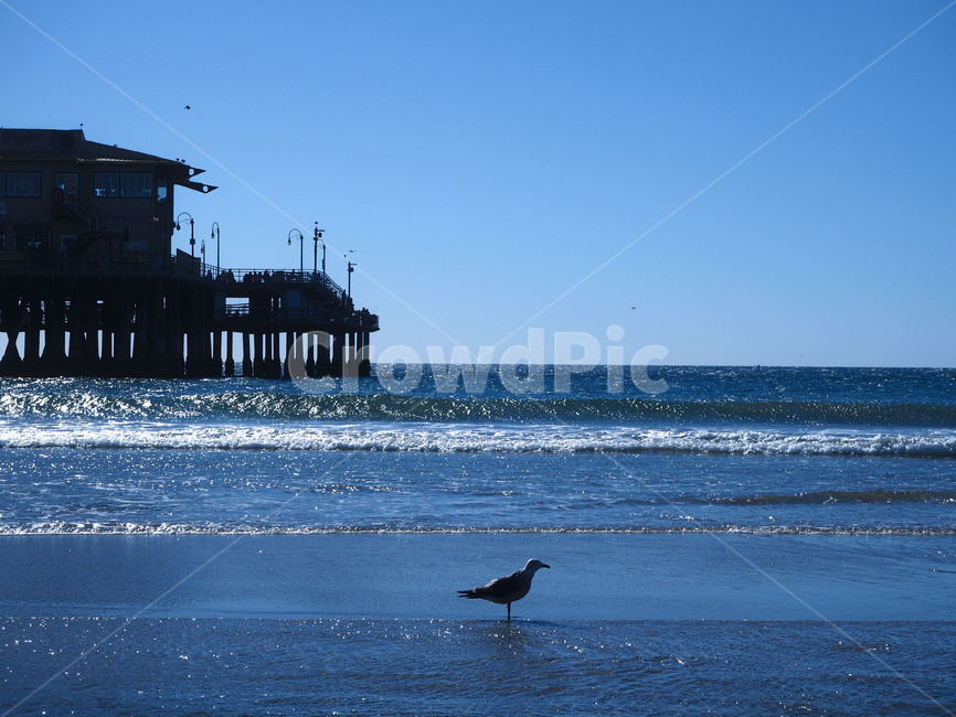 바다,파도,파랑,갈매기,물,sea,ocean,blue,wave,seagull,la,losangeles,santamonica,엘에이,로스앤젤리스,산타모니카