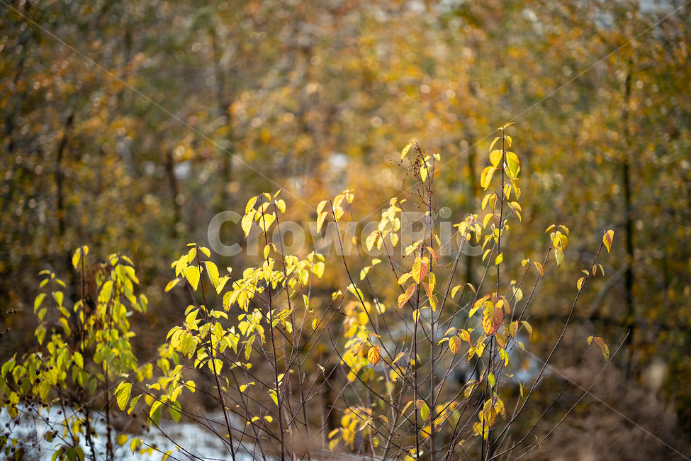 역광,나무,노랑,늦가을,빛,따스함,가을,계절,fall,autumn,season,식물,자연,plants,nature,field,들,grassland,목초지,outdoors,옥외,farm,농장,rural,농촌,meadow