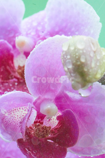 호접란,서양난,꽃,접사,생화,화분,plant,nature,flower,초접사
