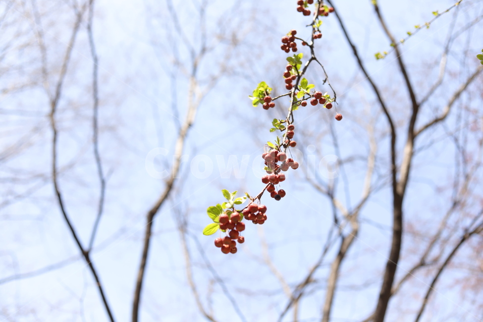 빨강색,봄,나무,꽃,열매,식물,자연,plants,nature,과일,열매,fruit