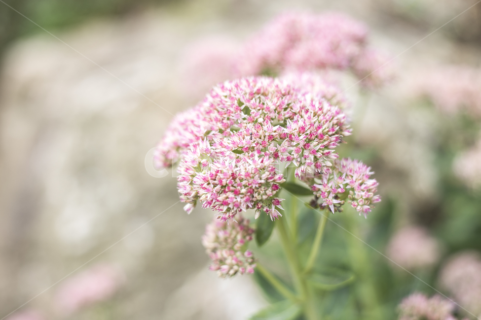큰꿩비름,큰꿩의비름,ShowySedum,SedumspectabileBoreau,꽃,플라워,flower,꽃말,야생화,공원,파크,정원,park,가든,garden,자생식물,자생초,식물,자연,plants,nature,꽃,flower