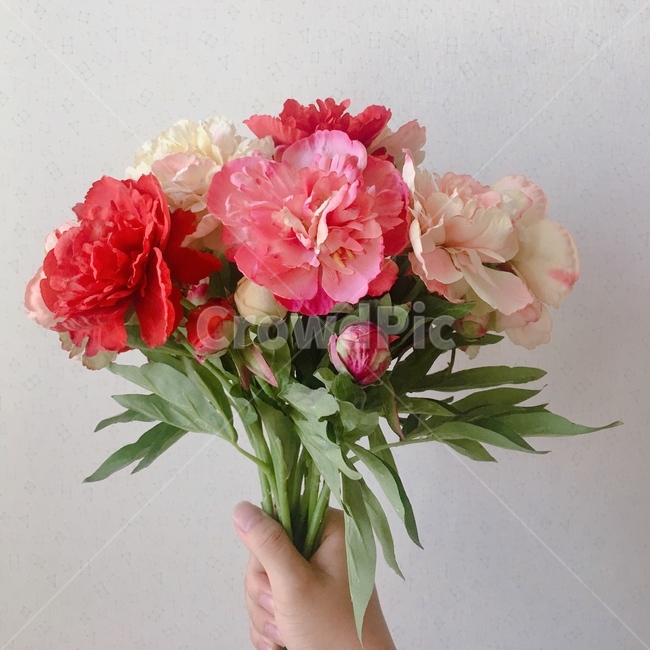 꽃,flower,꽃사진,꽃병,손,손사진,손꽃,꽃을든남자,꽃배경화면,배경화면사진,꽃배경,가을,코스모스,꽃,flower,사람,인물,인간,human,person,신체일부,몸,body