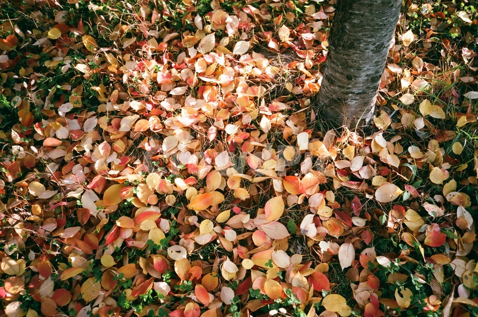 가을,낙엽,쌀쌀함,쓸쓸함,알록달록,가을,계절,fall,autumn,season,plant,식물,tree,나무,leaf,잎
