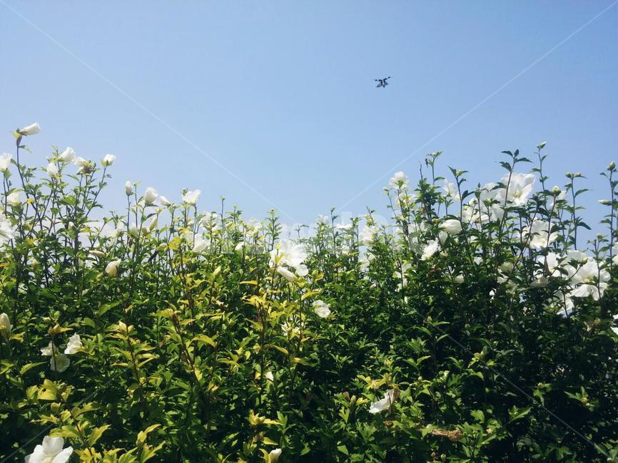 하늘,여름,벌,꽃,flower,bee,sky