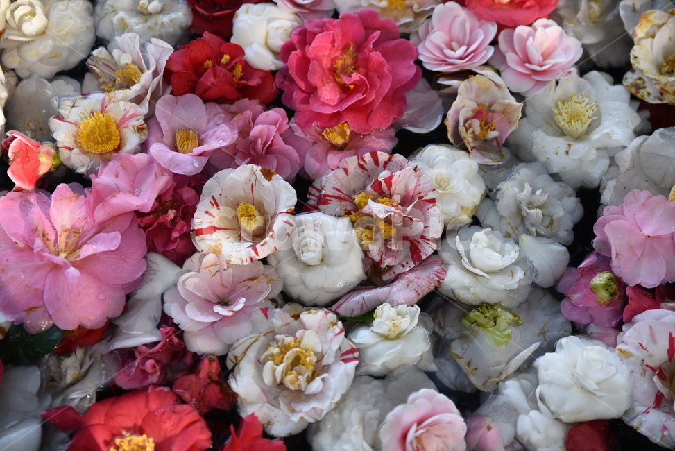 blossom,꽃,식물,flower,flowerarrangement,식물,자연,plants,nature,꽃,flower