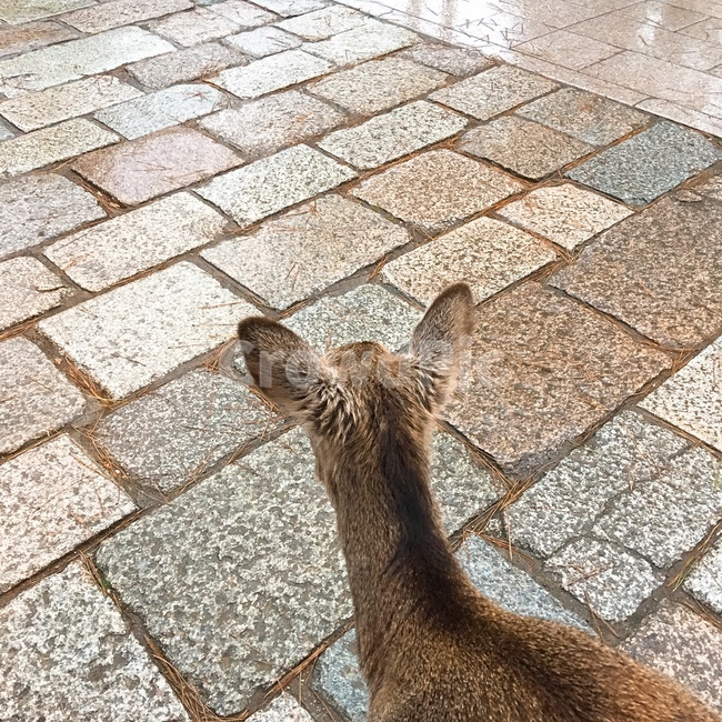 사슴,고라니,동물,animal,deer,동물,animal,포유류,mammal