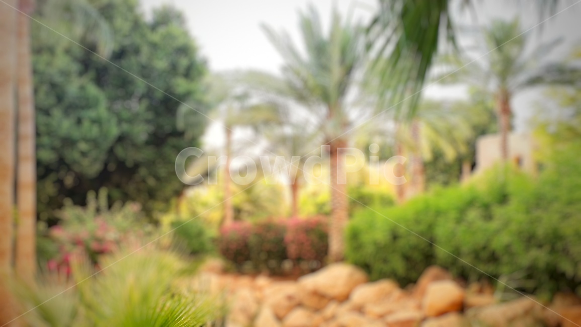 야자수,나무,꽃,자연,아웃포커싱,푸른,돌담,초목,plant,palmtree