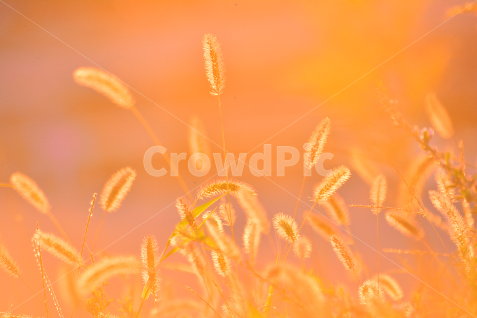 가을,강아지풀,감성,가을이미지,들꽃,노을,가을분위기,가을감성,들풀,야생화,석양,해질무렵,sunset,wildflowers,emotion,sensible,feeling,분위기,느낌,배경,바탕,백그라운드,9월,10월,몽환적,아련한,부드러운,노랑,갈색,역광,빛,햇빛,시즌,계절,fall,autumn,season,식물,자연,plants,nature