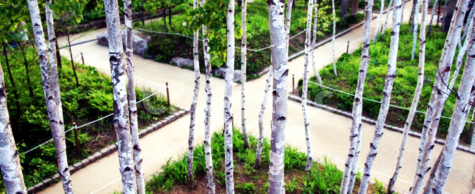 자작나무,자작나무와도로,십자도로,도로,길,식물,자연,plants,nature,나무,trees,wood