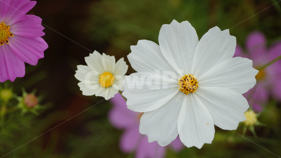 꽃,코스모스,식물,코스모스축제,꽃길,가을,계절,fall,autumn,season,식물,자연,plants,nature,꽃,flower,plant