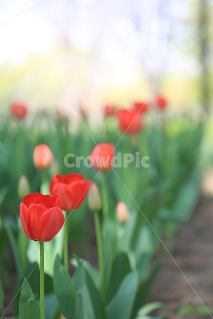 봄,꽃,튤립,초록,주황,spring,flower,tulip,green,식물,자연,plants,nature,꽃,flower