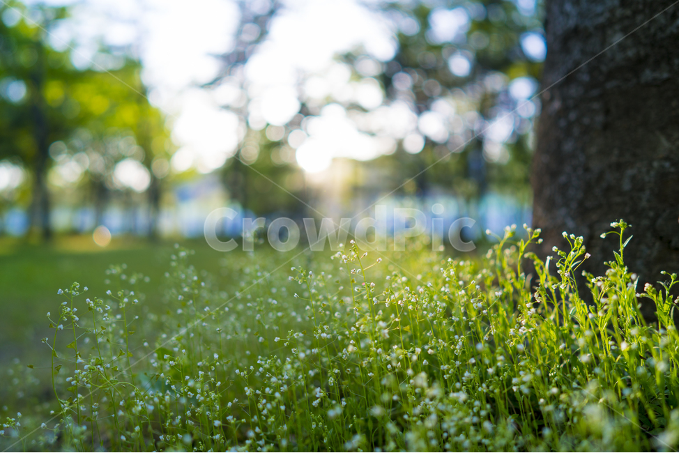 오후,햇살,녹색,공원,풀,보케,식물,자연,plants,nature,휴식,힐링,rest,relaxation,healing