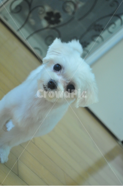 강아지,말티즈,puppy,개린이,응시하는강아지,동물,animal,포유류,mammal,개,강아지,dog,doggy