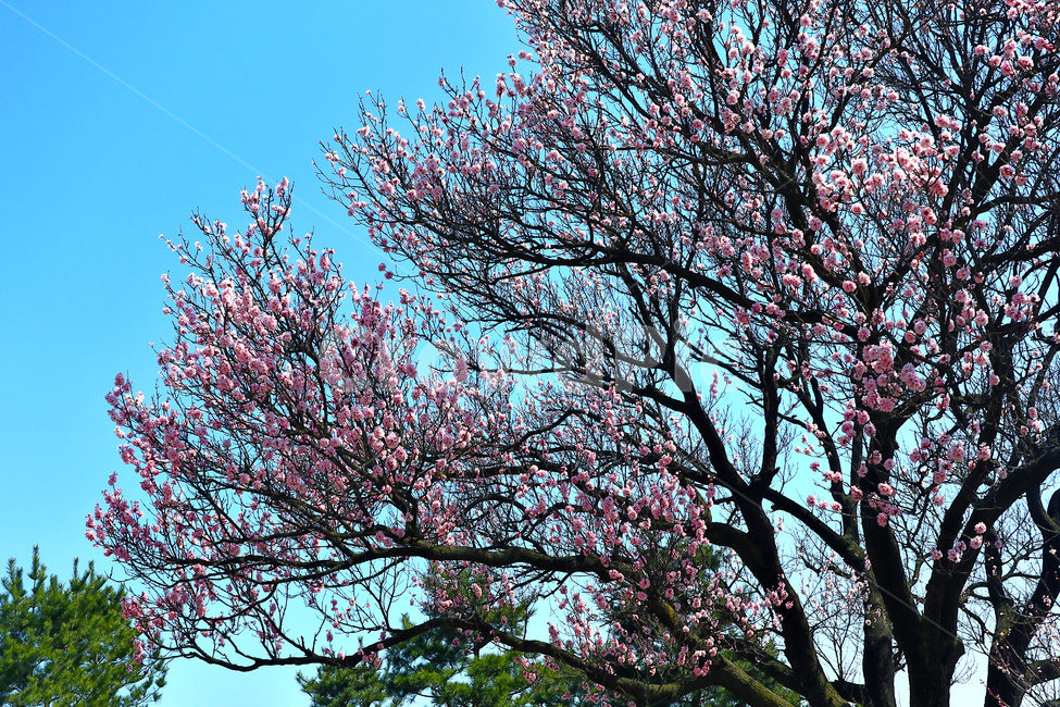 벚꽃,벚나무,봄,blossom,꽃