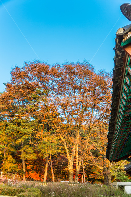 사찰,기와,처마,단풍,단청,가을,계절,fall,autumn,season,한국전통,한국문화,korean traditional,korean culture,건축물,건물외관,exterior,building,structure,architecture,construction
