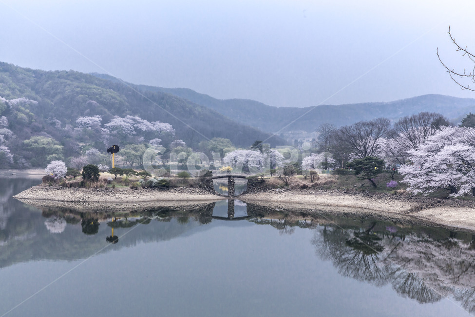 용인호암미술관,감호,벛꽃,봄,풍경,호수,반영