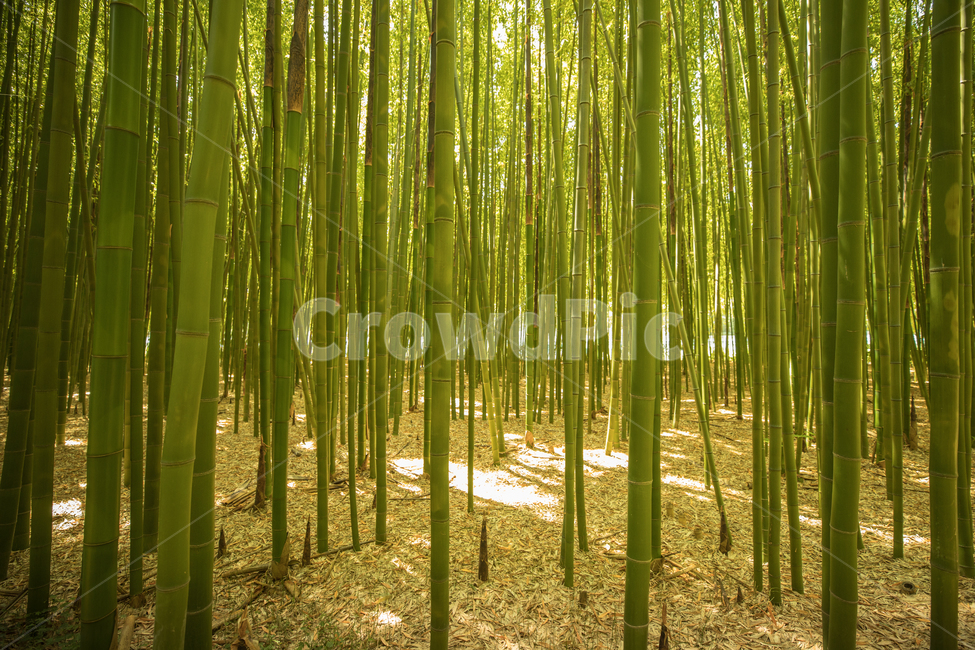 빛,대나무숲,풍경,녹색,자연,landscape,낙엽,green,bambusoideae,대나무,light,자연,풍경,nature,landscape,식물,plants,나무,trees,wood,plant