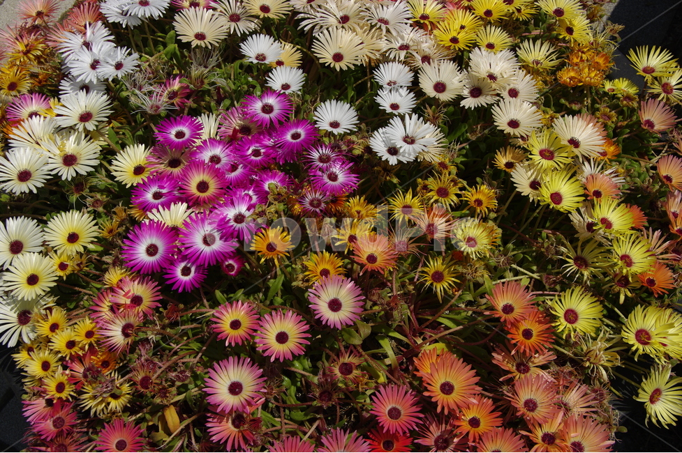 flower bed,five colors,bunch of flowers,daisy,Livingstone Daisy,colorful