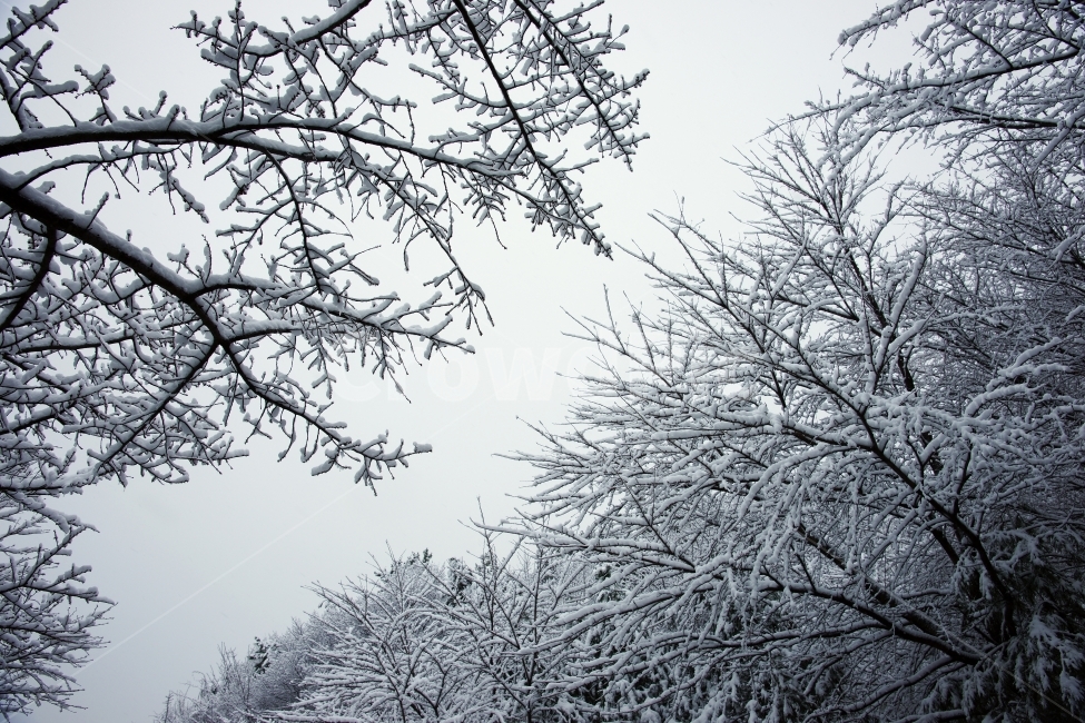 나무눈,상고대,주전눈,2010,눈꽃,겨울,계절,winter,season,자연,풍경,nature,landscape,식물,plants,나무,trees,wood,outdoors,옥외,snow,눈