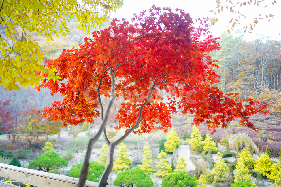 가을,단풍나무,palmate,maple,단풍,붉은잎,가을,계절,fall,autumn,season,tree,나무,plant,식물,leaf,잎