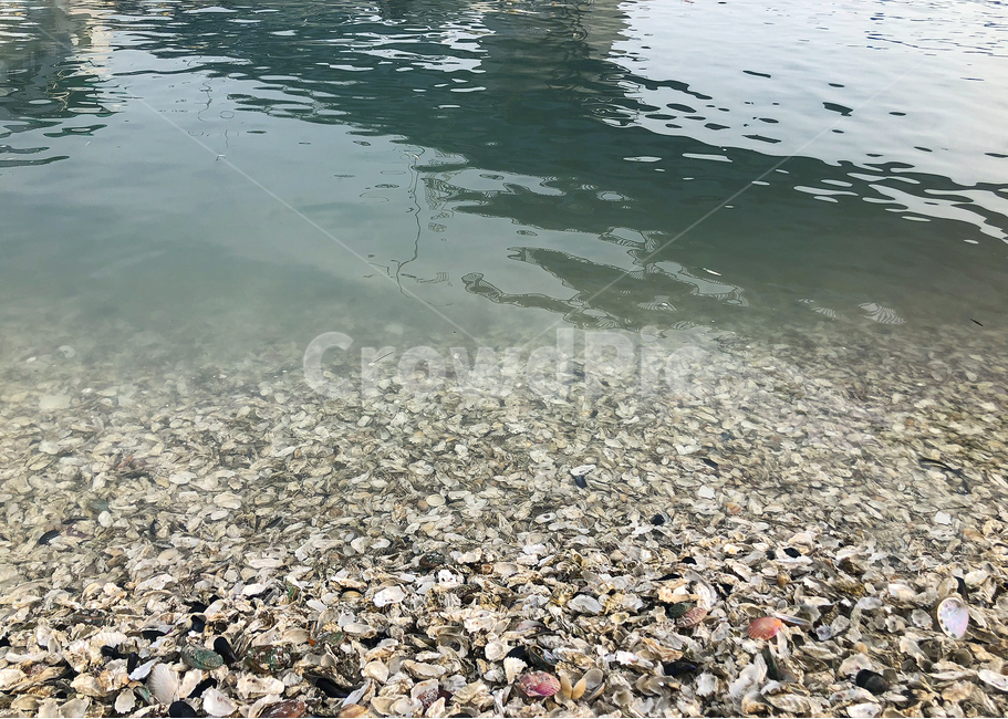 바다,조개껍데기,조개껍질,어패류,해변,조개바다