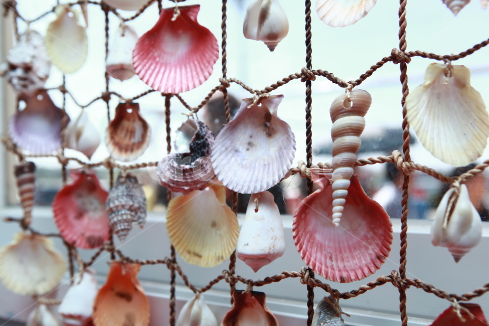 조개,조개껍데기,바다,clam,seashell,제주도,가리비,소라