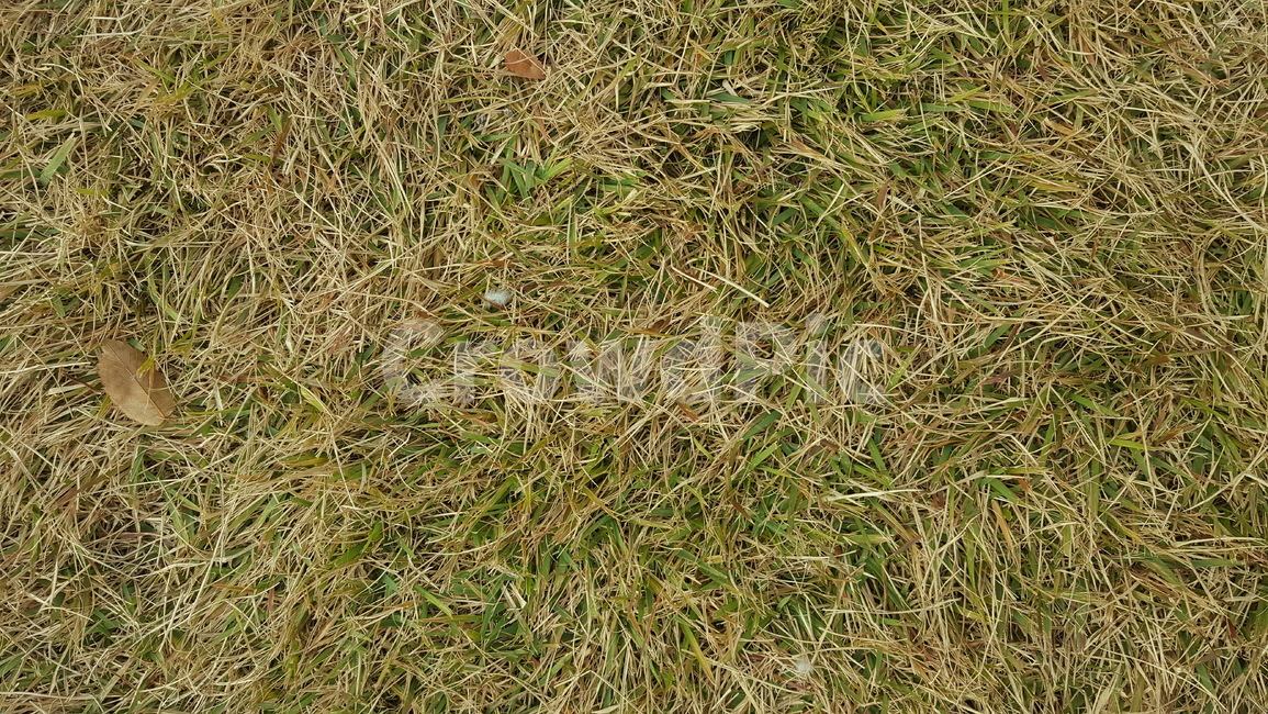 잔디,자연,숲,땅,가을,배경,식물,자연,plants,nature