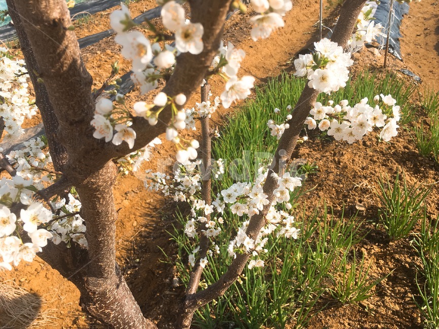 앵두꽃,꽃,밭,나무,흙,농촌,꽃피다,bloom,cherryflower,야외,farm,white,tree,flowerplant,계절,봄,꽃나무,잡초