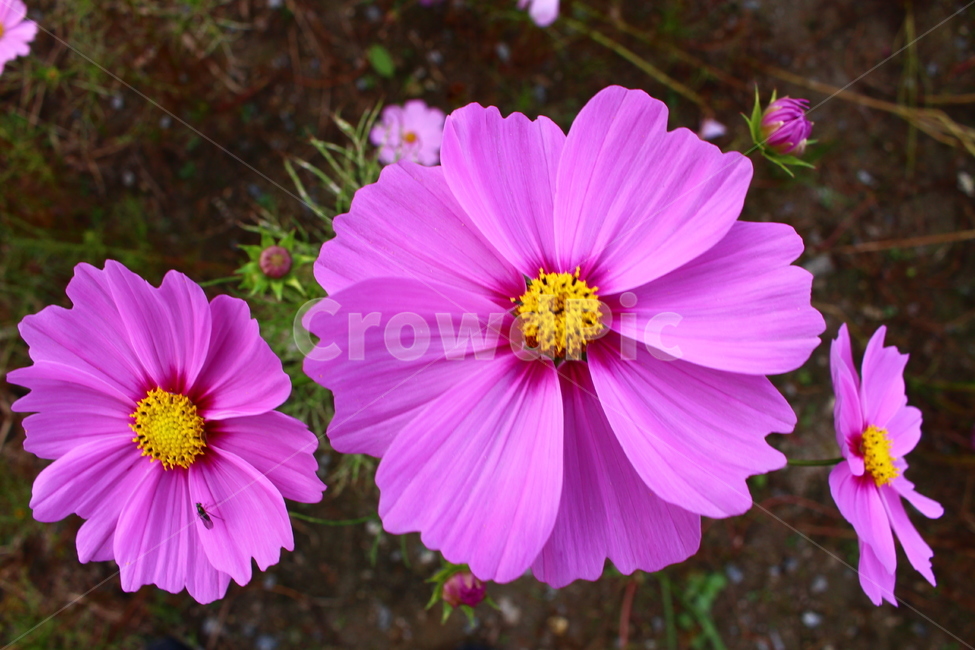꽃,식물,plant,flower,분홍꽃,pink