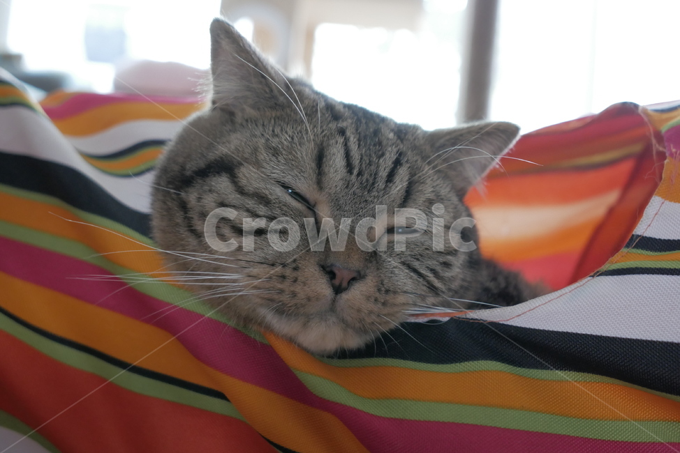 고양이,개냥이,애교,표정,얼굴,호기심,동물,귀여운,동물,animal,포유류,mammal,고양이,cat,kitten,kitty