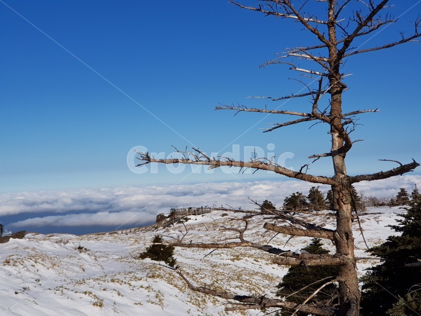 제주,한라산,설경,고사목,주목,겨울,계절,winter,season,자연,풍경,nature,landscape,tree,나무,plant,식물,outdoors,옥외