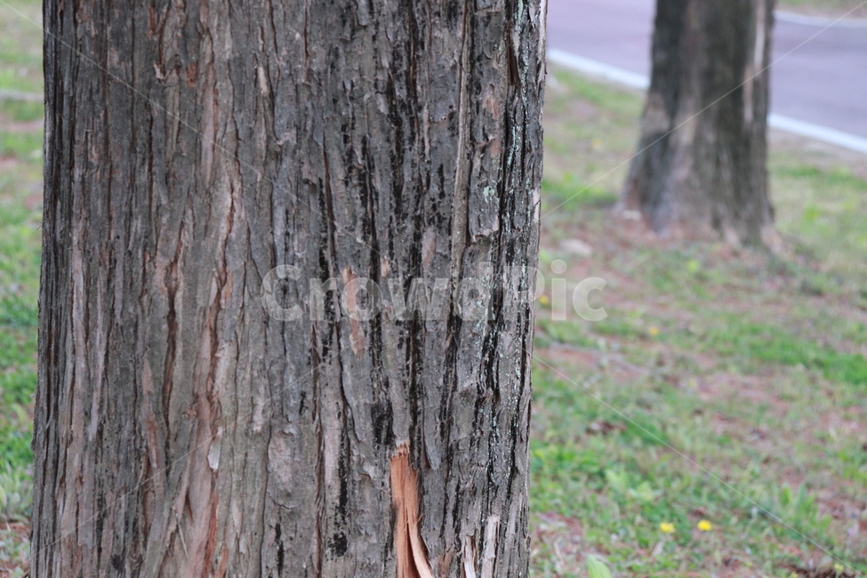 나무,기둥,식물,자연,우드,식물,자연,plants,nature,나무,trees,wood