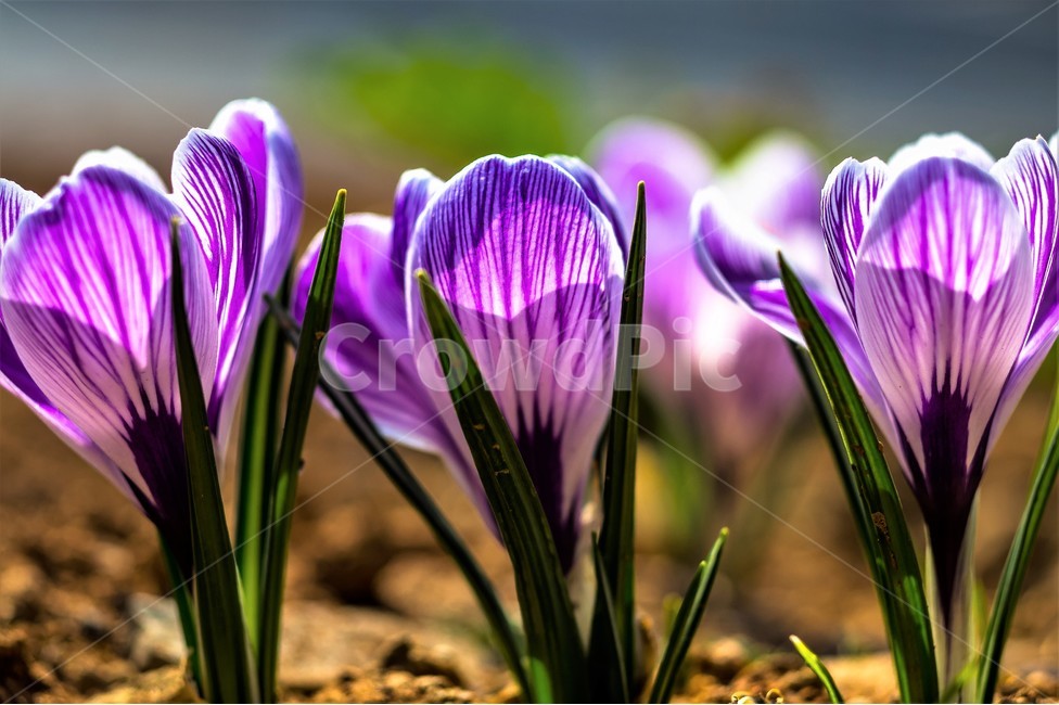 샤프란,식물,꽃,자연,flower,식물,자연,plants,nature,꽃,flower